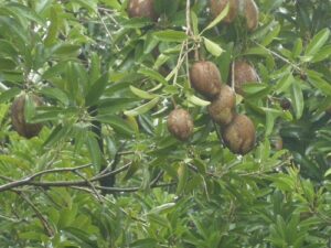 アグリマネージャーフィールドノート