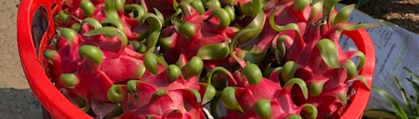 header-image4
